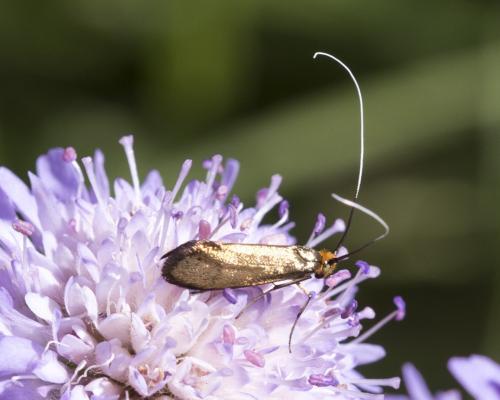 Nemophora metallica